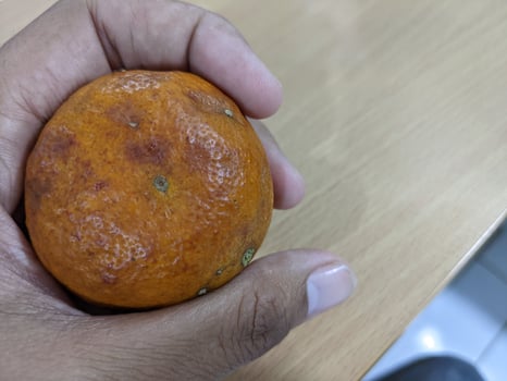 Rotten oranges hold with hand and over the wooden tables. The photo is suitable to use for fruit background and seller advertising.