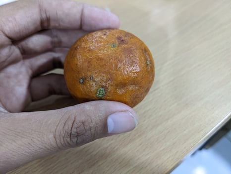 Rotten oranges hold with hand and over the wooden tables. The photo is suitable to use for fruit background and seller advertising.