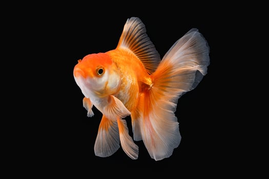 Pet yellow white gold fish with long flowery wave tail swimming in aquarium water on black background photo