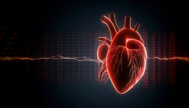 Human heart with cardiogram for medical heart health care background, photo