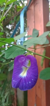Butterfly Pea Flower Photography photo