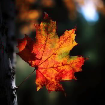 autumn maple leaves in a row, vivid colors, panorama illustration on black background photo