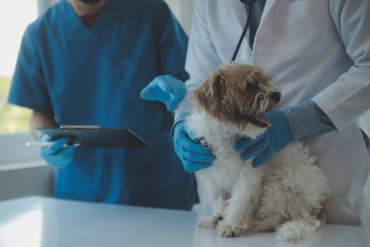 Vet examining dog and cat. Puppy and kitten at veterinarian doctor. Animal clinic. Pet check up and vaccination. Health care. photo