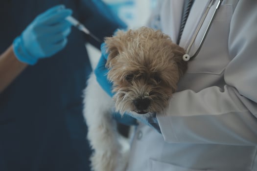 Vet examining dog and cat. Puppy and kitten at veterinarian doctor. Animal clinic. Pet check up and vaccination. Health care. photo