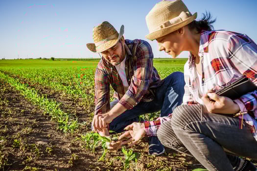 Man and woman are working together in partnership. They are cultivating corn. photo