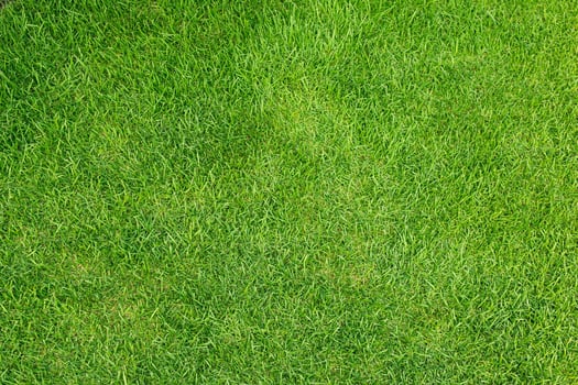 Artificial grass field meadow green. Top View Texture. photo