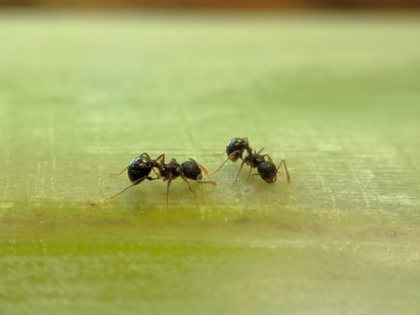 Two black ants on a banana tree trunk photo