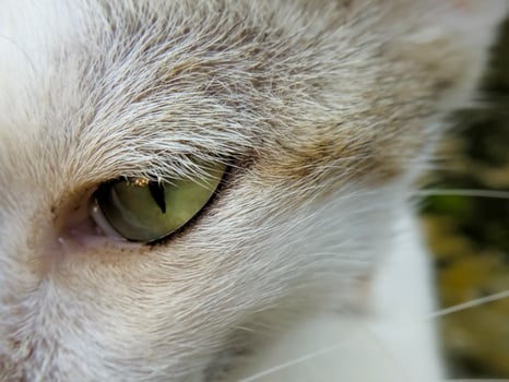 Macro shot of cat eye. Close-up of a cat's eye with selective focus photo