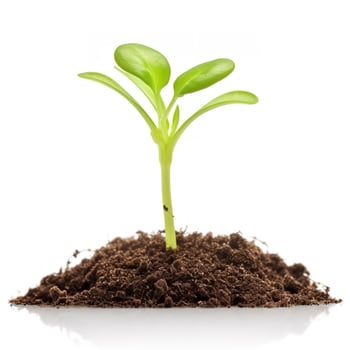 Green sprouts growing out from soil isolated on white background, Young plant of pomelo in soil humus on a white background, earth day concept, ecology concept, generate ai photo