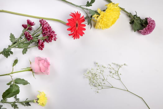 Daisy chrysanthemum mum rose baby breath flower red yellow pink purple violet on white background border frame bouquet copy text space photo