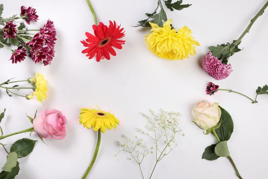 Daisy chrysanthemum mum rose baby breath flower red yellow pink purple violet on white background border frame bouquet copy text space photo