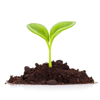 Green sprouts growing out from soil isolated on white background, Young plant of pomelo in soil humus on a white background, earth day concept, ecology concept, generate ai photo