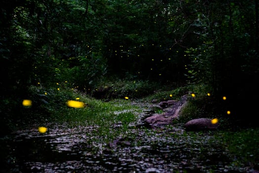 night landscape with fireflies mating dance in spring photo