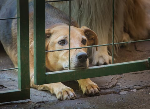 dogs locked up victims of animal abuse and abuse photo