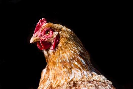 portrait of red hen isolated on black background photo