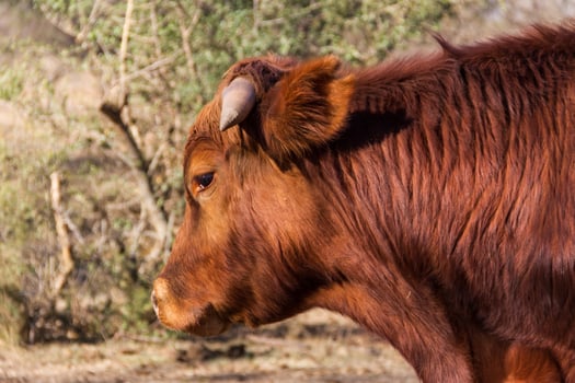 brangus cows and calves in the Argentine countryside photo
