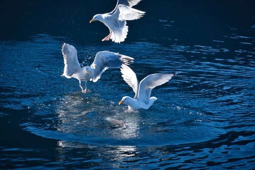 Seagulls takes off in the fjord. Water drops splash in dynamic movement of sea bird. photo