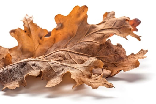 big dried autumn brown leaf on a white background , generate ai photo