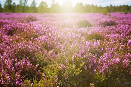 Erica Flower Field, Summer Season , generate ai photo