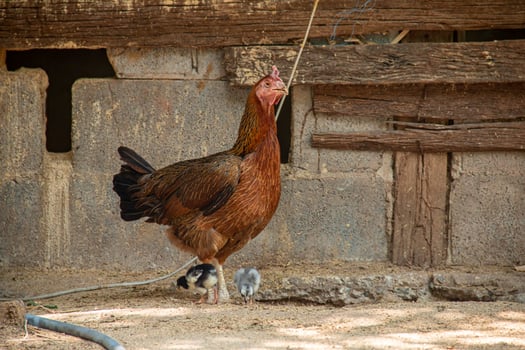 Mother hen and her young looking for food. photo