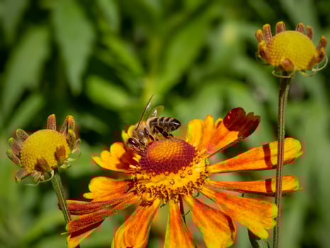 A bee on an orange helenium flower collects nectar. photo