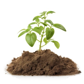 Environment Earth Day In the Tree plant isolated on white background. Forest conservation concept, concept eco earth day. Saving the environment, ecology concept, generate ai photo