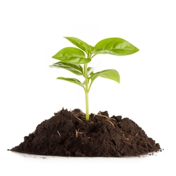 Environment Earth Day In the Tree plant isolated on white background. Forest conservation concept, concept eco earth day. Saving the environment, ecology concept, generate ai photo