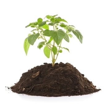 Environment Earth Day In the Tree plant isolated on white background. Forest conservation concept, concept eco earth day. Saving the environment, ecology concept, generate ai photo