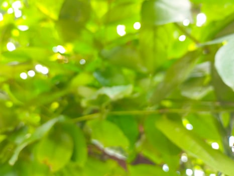 Out of focus Blurred background of green guava tree leaves, with bright sunlight during the day photo