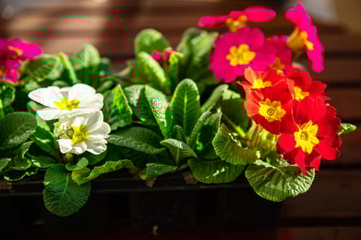 primrose flowers in flower pot multicjlored outdoor beautiful blooming garden street flower vegetation photo