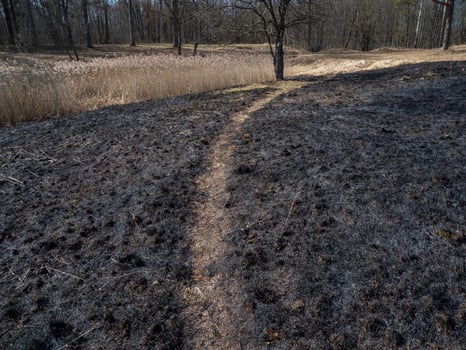 Burned grass. A field with burnt grass. Intentional arson. The destruction of insects. Ecological disaster photo