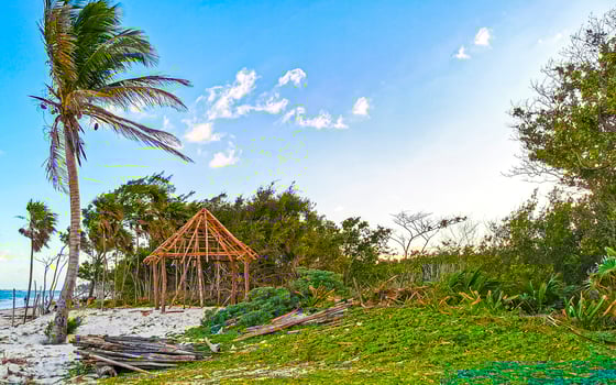 Caribbean beach fir palm trees in jungle forest nature Mexico. photo