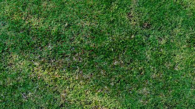 Above view of green grass. Turf ground with different types of grass combined. For background and textured. photo