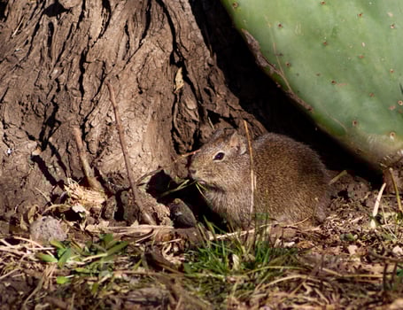 closeup of a Microcavia australis native to Argentina and Chile photo