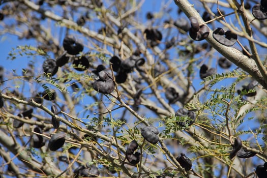 Enterolobium contortisiliquum native tree of South America photo