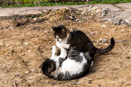 two cats play and fight on the sand in the yard photo