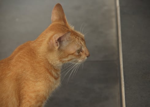 Lovely and friendly orange furred stray wild cat. Animal or fauna photography isolated on outside view. Cute wild feline image in Indonesia. photo