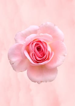 flower background with pink colour photo