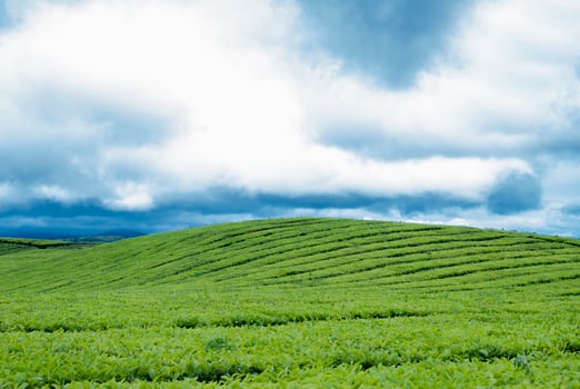 Tea Garden in the area of Mount Kerinci, Jambi, Indonesia photo