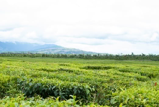 Tea Garden in the area of Mount Kerinci, Jambi, Indonesia photo