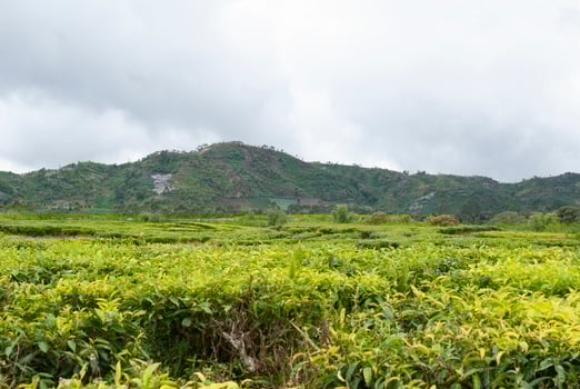 Tea Garden in the area of Mount Kerinci, Jambi, Indonesia photo