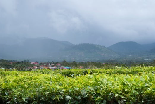 Tea Garden in the area of Mount Kerinci, Jambi, Indonesia photo