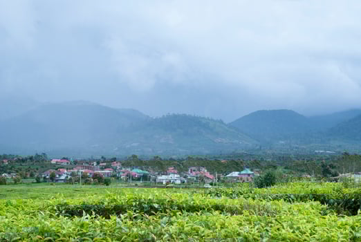 Tea Garden in the area of Mount Kerinci, Jambi, Indonesia photo