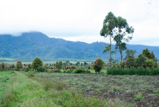 Tea Garden in the area of Mount Kerinci, Jambi, Indonesia photo