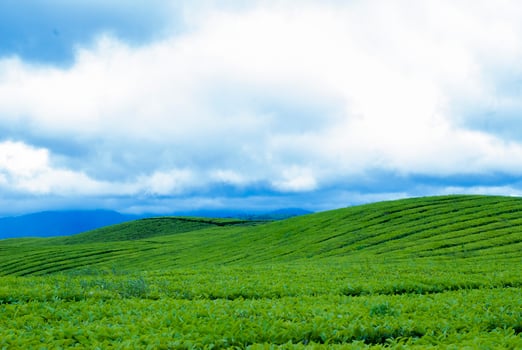 Tea Garden in the area of Mount Kerinci, Jambi, Indonesia photo