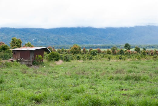 Tea Garden in the area of Mount Kerinci, Jambi, Indonesia photo