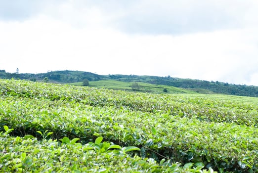 Tea Garden in the area of Mount Kerinci, Jambi, Indonesia photo