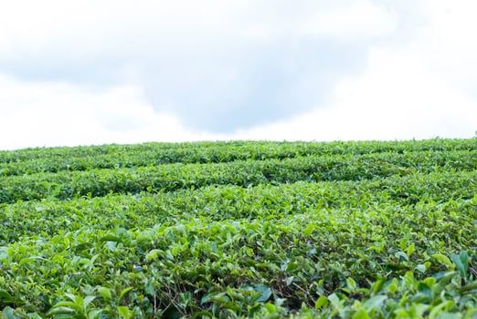 Tea Garden in the area of Mount Kerinci, Jambi, Indonesia photo