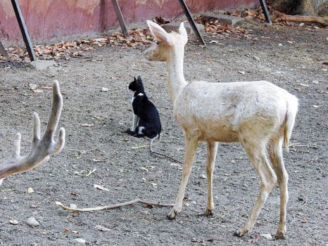 White albino deer standing next to cat in egypt zoo photo