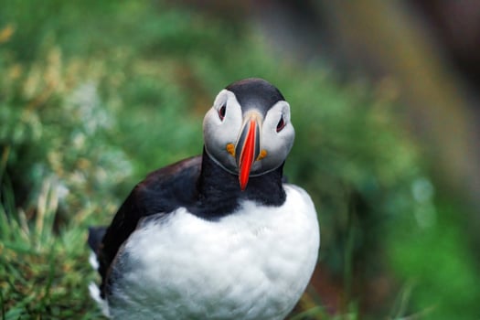Adorable Atlantic Puffin bird living on the cliff of fjord by coastline in north atlantic ocean during summer at Borgarfjardarhofn, Iceland photo